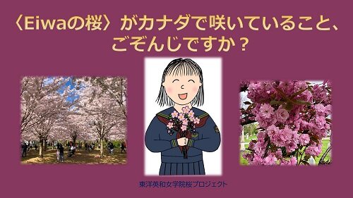 sakuradouga.jpg