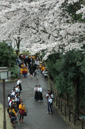 sakura tate.jpg