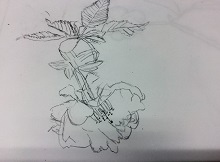 20160421-04.JPG