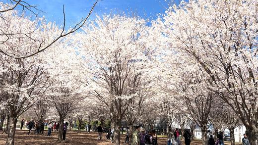 〈桜プロジェクト〉2026年も桜が満開になりました